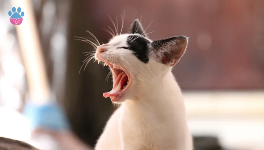 Kedileri Sinirlendiren Şeyler Kedileri Sinirlendiren Şeyler