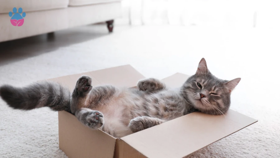 Kedilerin Vazgeçilmezi Kutular-Kediler Neden Kutuları Sever?