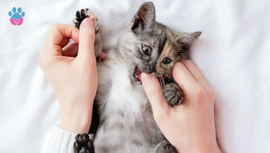 Kediler Neden Isırır? Kedimin Isırmaması İçin Ne Yapmalıyım?