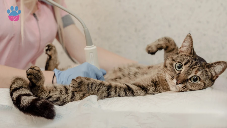 Kedilerin Kısırlaştırma Zamanı Var Mı? Ne Zaman?