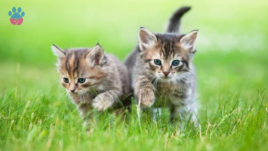 Yavru Kediler Ne Zaman Yürümeye Başlar?