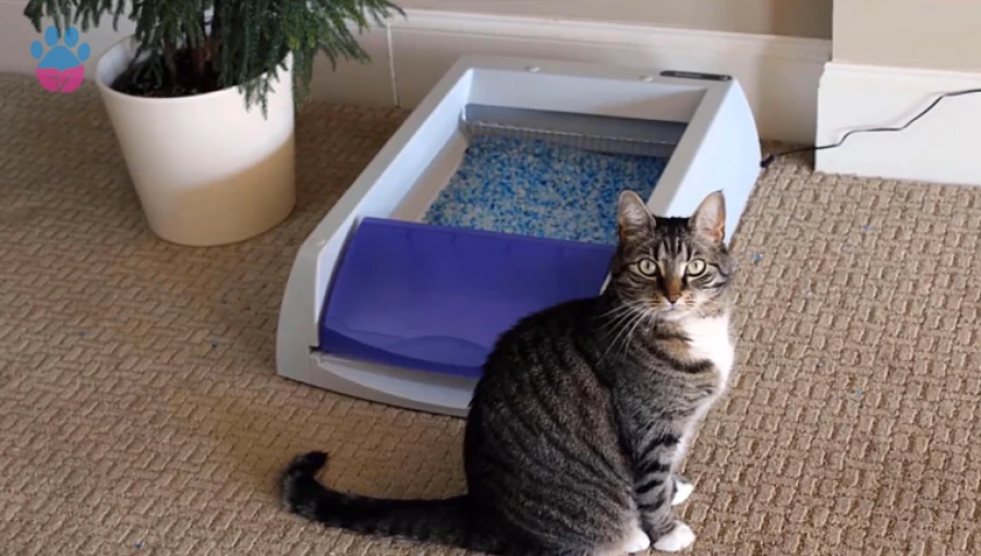 Kedi Tuvalet Kokusu Nasıl Giderilir? Kedi Tuvalet Kokusu Nasıl Giderilir?