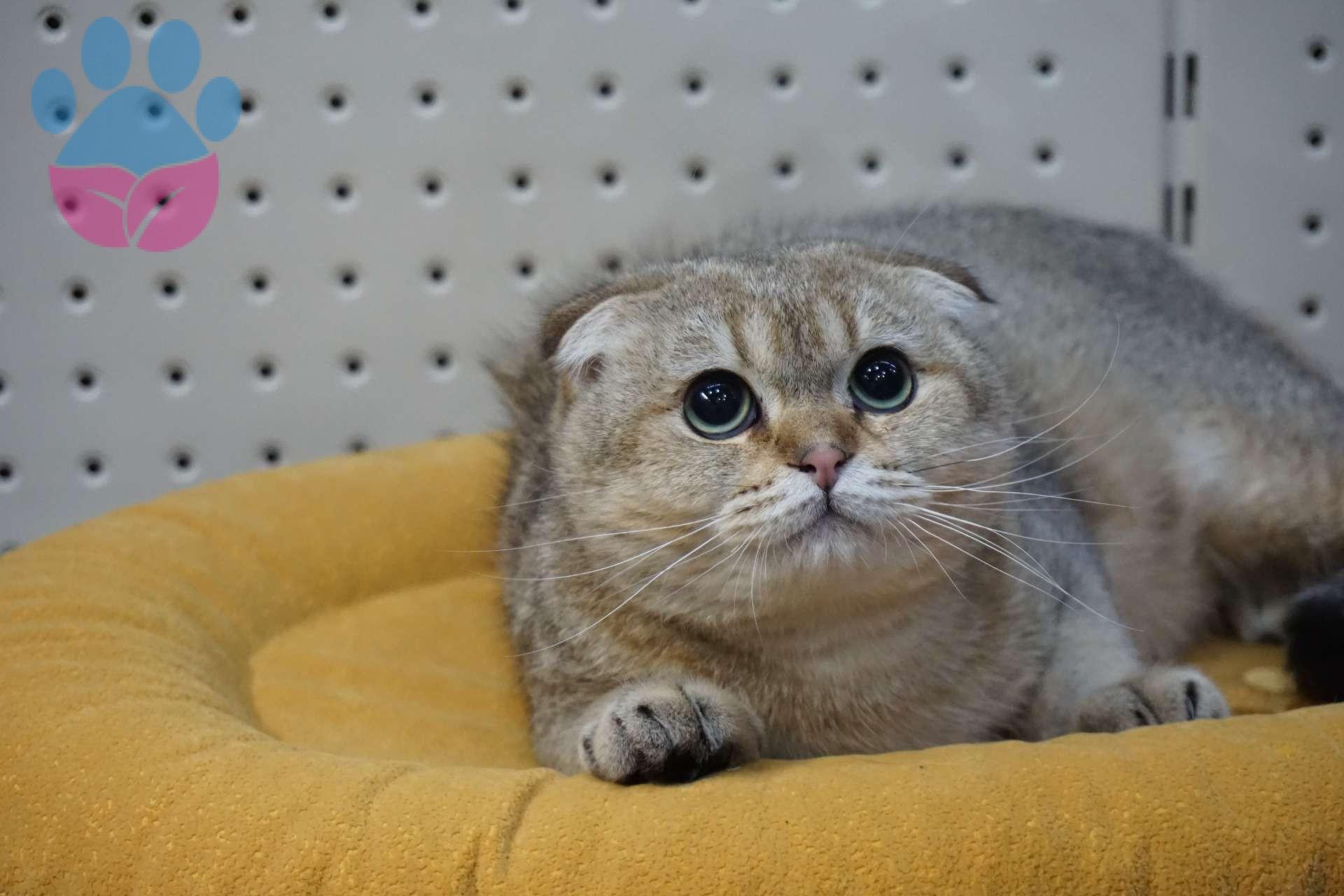 Kedilerde Osteoartrit (Kireçlenme) Belirtileri ve Tedavileri Kedilerde Osteoartrit (Kireçlenme) Belirtileri ve Tedavileri