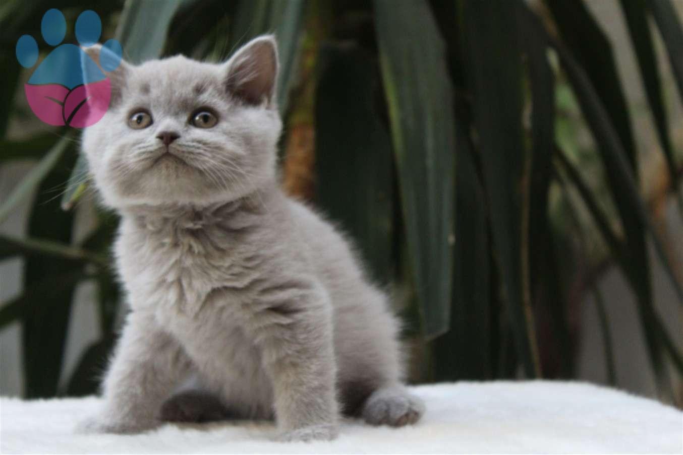 British Shorthair Özellikleri ve Karakteri