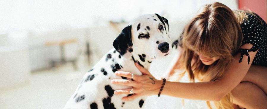 Köpeklerde Bel Ağrısı Belirtileri, Nedenleri Köpeklerde Bel Ağrısı Belirtileri, Nedenleri