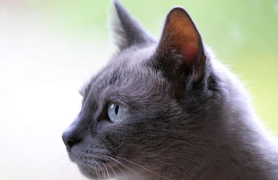 Kedi Parazit Sorunu ve Çözümü Kedi Parazit Sorunu ve Çözümü