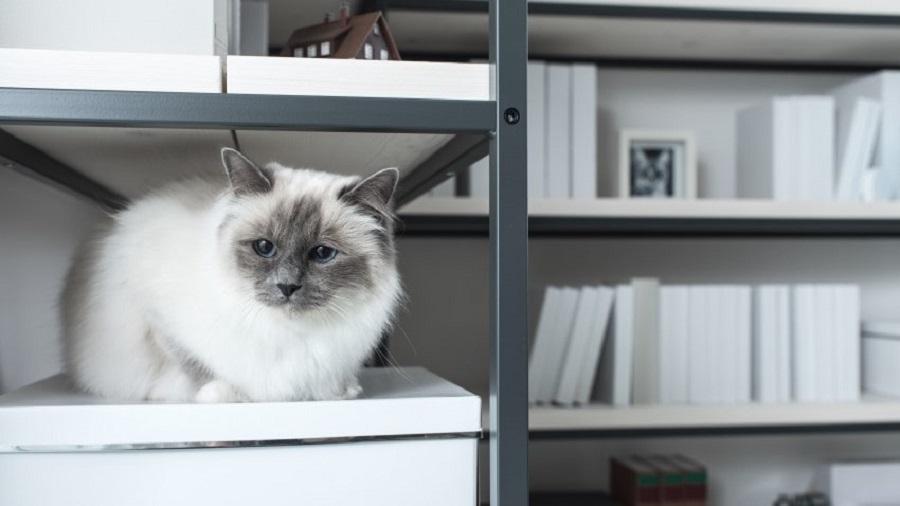 Kediler Depremi Hisseder Mi? Kediler Depremi Hisseder Mi?