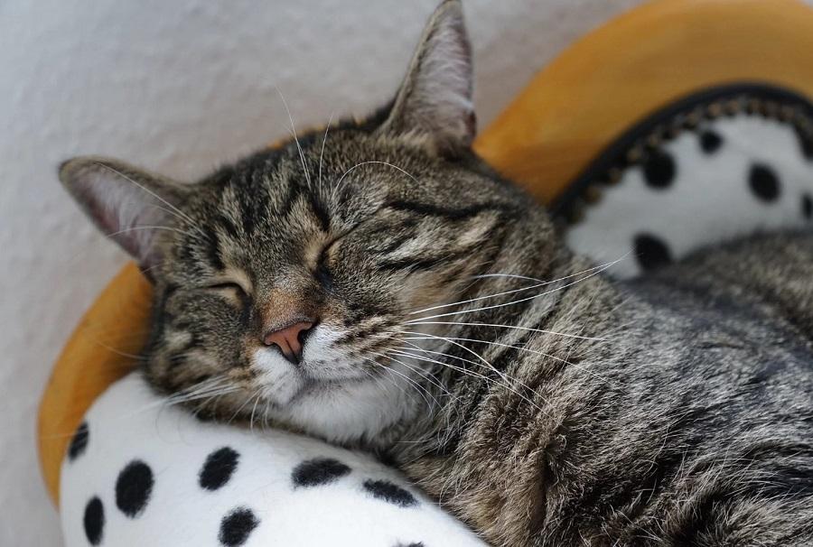 Kedilerde Aşırı Gaz Tedavisi Nasıl Yapılır? Kedilerde Aşırı Gaz Tedavisi Nasıl Yapılır?