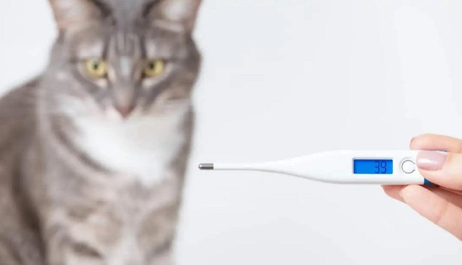 Kedilerde Ateş Yüksekliği Nasıl Anlaşılır?