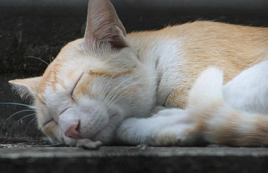 Kedilerde Hipertiroidizm Nedenleri Nelerdir? Kedilerde Hipertiroidizm Nedenleri Nelerdir?