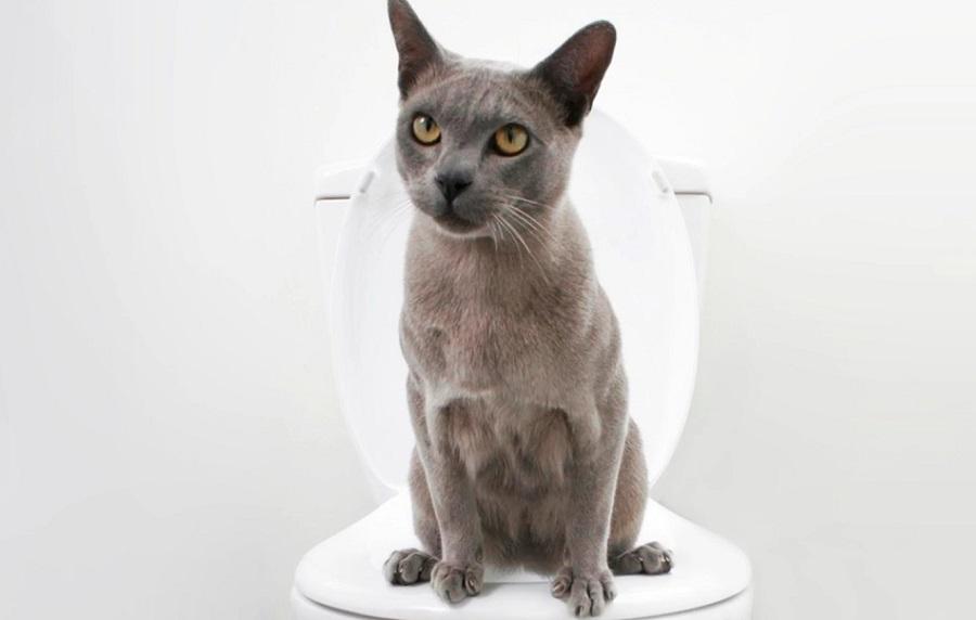 Kedilerde Kabızlık Nasıl Anlaşılır? Belirtileri, Tedavi Yöntemleri... Kedilerde Kabızlık Nasıl Anlaşılır? Belirtileri, Tedavi Yöntemleri...