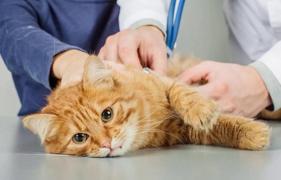 Kedilerde Kalp Üfürümü Belirtileri Nelerdir? Kedilerde Kalp Üfürümü Belirtileri Nelerdir?