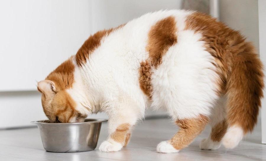 Kedilerde Kalsiyum İhtiyacı Nasıl Karşılanır? Kedilerde Kalsiyum İhtiyacı Nasıl Karşılanır?