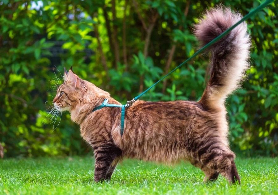 Kedilerde Kızgınlık Dönemi Süresince Ne Yapılmalı? Kedilerde Kızgınlık Dönemi Süresince Ne Yapılmalı?