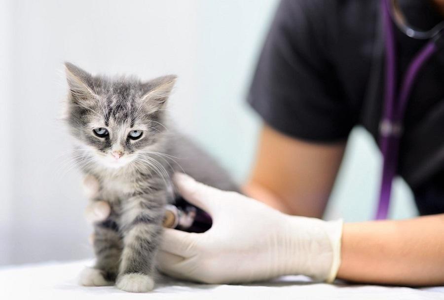 Kedilerde Parazit Nasıl Anlaşılır? Kedilerde Parazit Nasıl Anlaşılır?