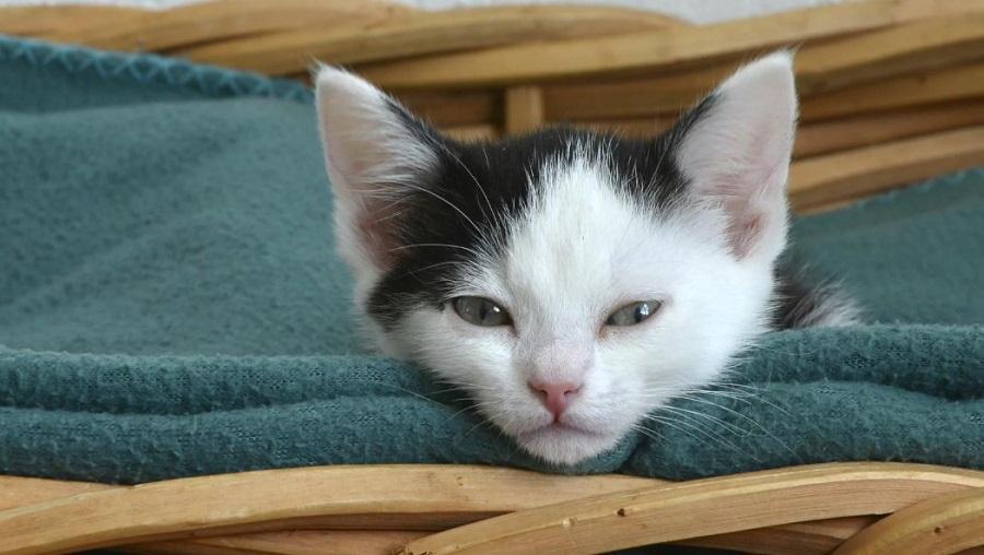 Kedilerde Vestibüler Hastalık Nedenleri Nelerdir? Kedilerde Vestibüler Hastalık Nedenleri Nelerdir?