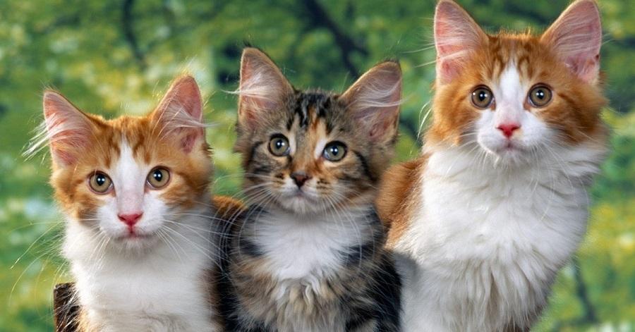 Kedilerin Boyu Ne Zamana Kadar Uzar?