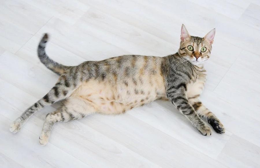 Kedilerin Hamileliği Ortalama Ne Kadar Sürer? Kedilerin Hamileliği Ortalama Ne Kadar Sürer?