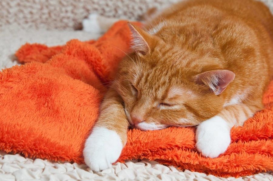 Kedilerin Hasta Olduğunu Anlamak İçin Yapılacaklar Nelerdir? Kedilerin Hasta Olduğunu Anlamak İçin Yapılacaklar Nelerdir?