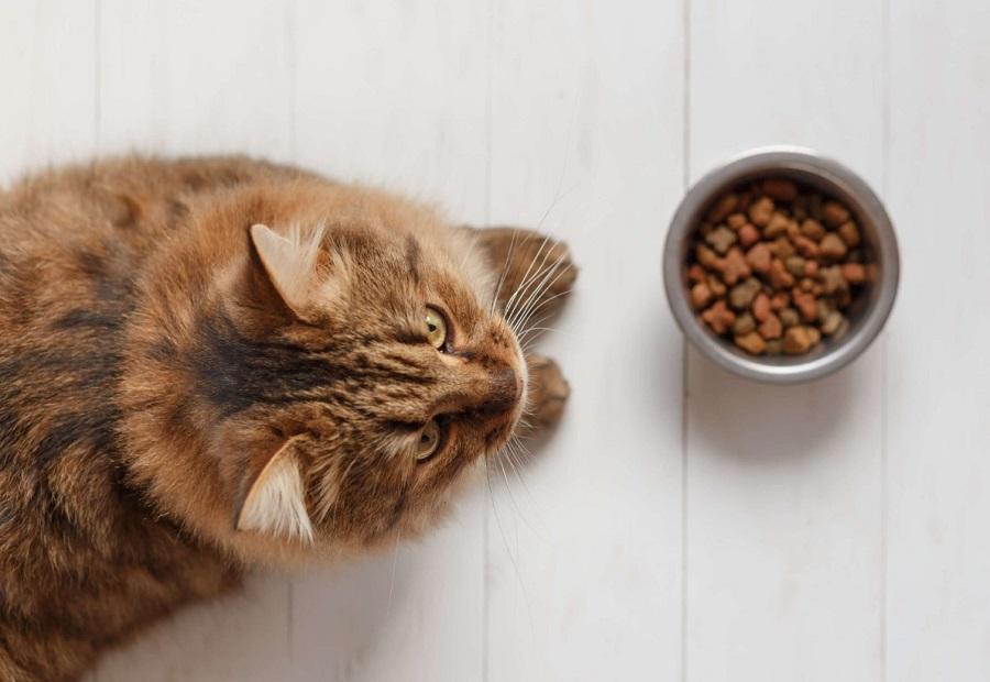 Kedilerin Kilo Alması İçin Ne Yapılmalı? Kedilerin Kilo Alması İçin Ne Yapılmalı?