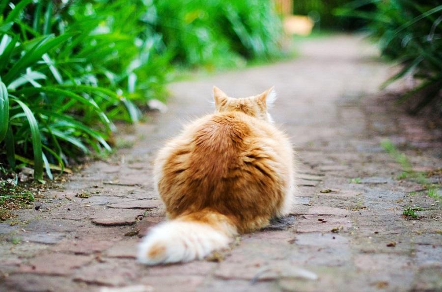 Kedilerin Kuyruğu Ne İşe Yarar? Kedilerin Kuyruğu Ne İşe Yarar?