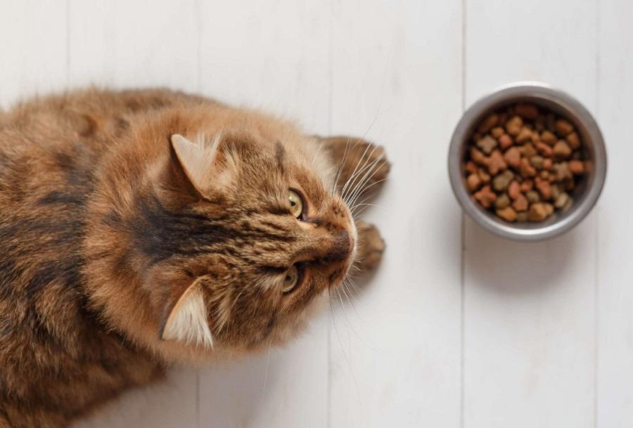 Kedim Az Yemek Yiyor, Neden? Kedim Az Yemek Yiyor, Neden?