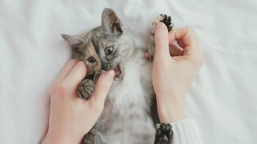 Kedim Çok Vahşi, Ne Yapmalıyım? Kedim Çok Vahşi, Ne Yapmalıyım?