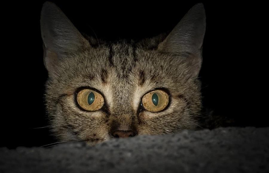 Kedim Geceleri Uyumuyor, Ne Yapmalıyım? Kedim Geceleri Uyumuyor, Ne Yapmalıyım?