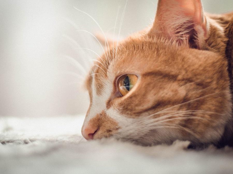 Kedim Hareketsiz Yatıyor, Ne Yapmalıyım? Kedim Hareketsiz Yatıyor, Ne Yapmalıyım?