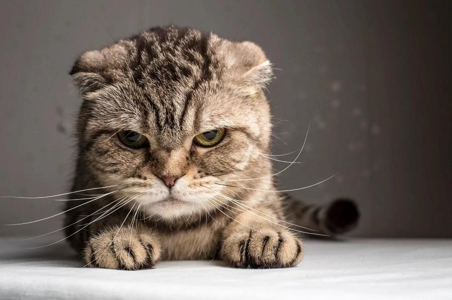 Kedim Hırçınlaştı, Ne Yapmalıyım? Kedim Hırçınlaştı, Ne Yapmalıyım?