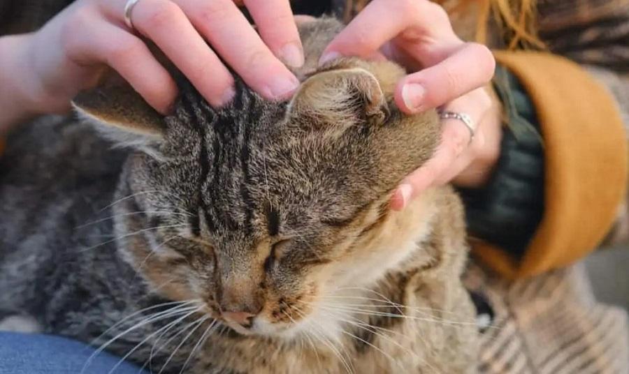 Kedim Pirelendi, Ne Yapmalıyım? Kedim Pirelendi, Ne Yapmalıyım?