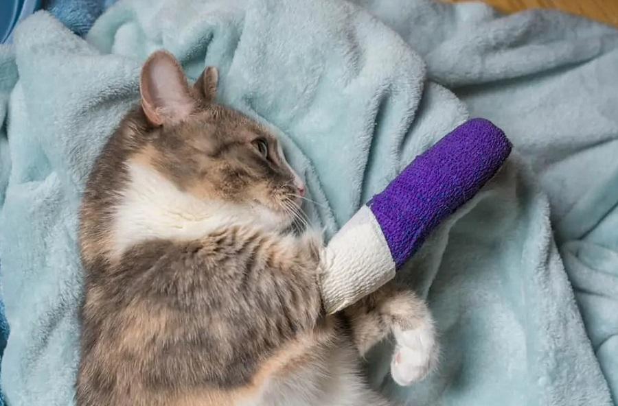Topallayan Kedi Tedavisi Nasıl Yapılır? Topallayan Kedi Tedavisi Nasıl Yapılır?