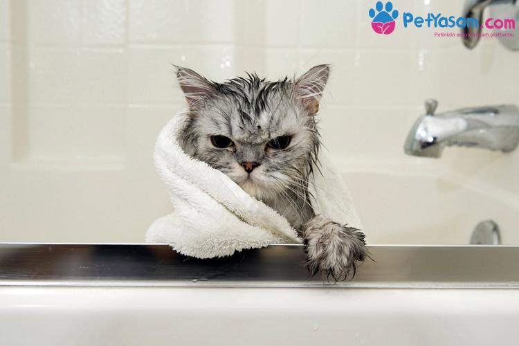 Kediler Neden Sudan Nefret Eder? Kediler Neden Sudan Nefret Eder?