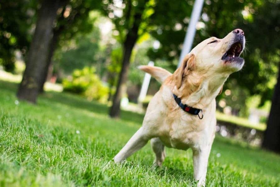 Köpeğim Çok Havlıyor, Ne Yapmalıyım?