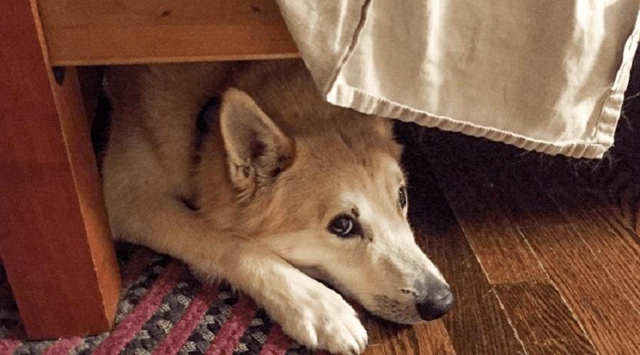 Köpeğim Korkuyor, Neden? Köpeğim Korkuyor, Neden?