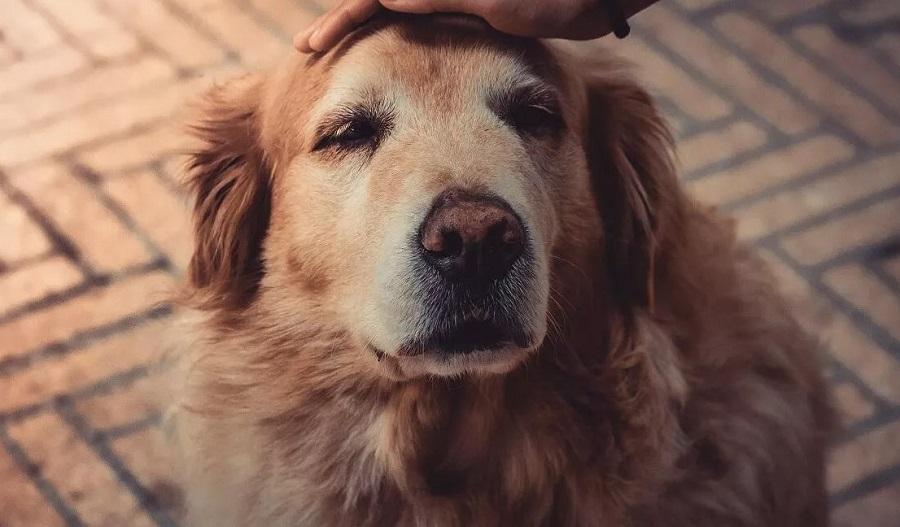 Köpeğim Sürekli Ağlıyor, Ne Yapmalıyım?