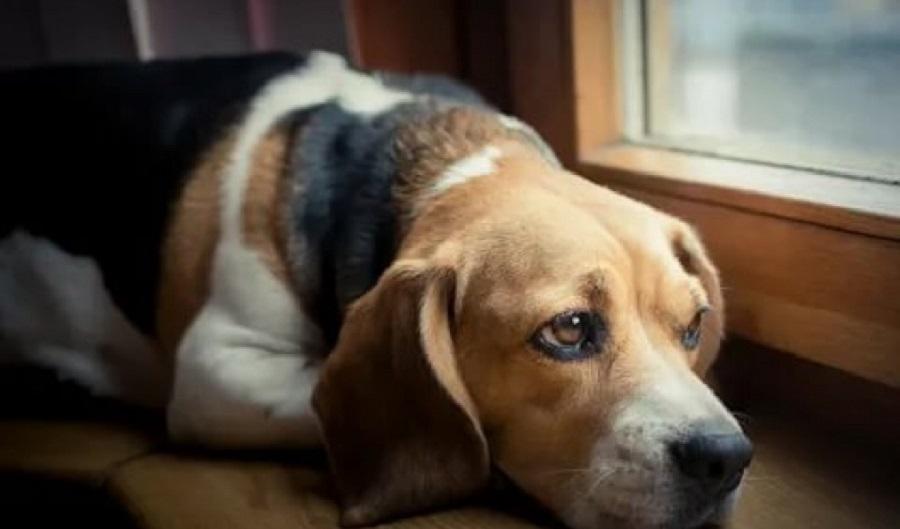 Köpeğim Yalnız Kalamıyor, Ne Yapmalıyım? Köpeğim Yalnız Kalamıyor, Ne Yapmalıyım?