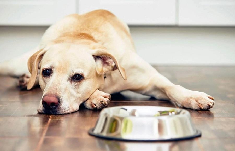 Köpeğimin Bağırsakları Gurulduyor, Ne Yapılmalı?