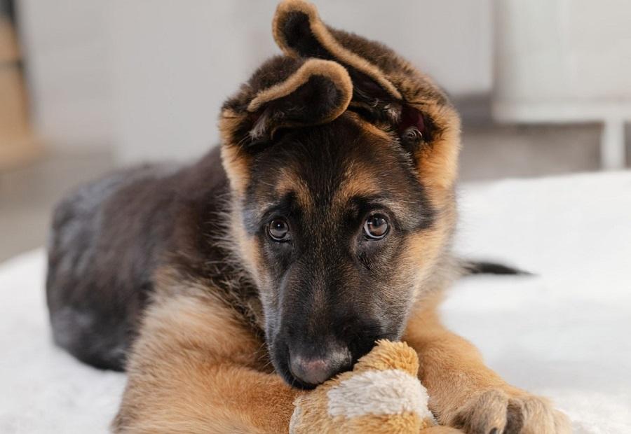 Köpeğin Bağışıklık Sistemi Nasıl Güçlendirilir? Köpeğin Bağışıklık Sistemi Nasıl Güçlendirilir?