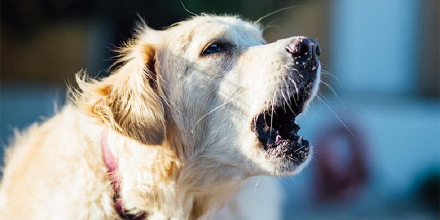 Köpek Havlaması Nasıl Durdurulur?