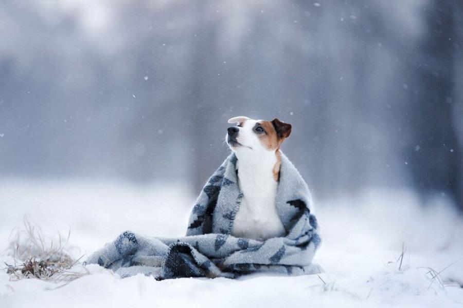 Köpekler Soğukta Üşür Mü?
