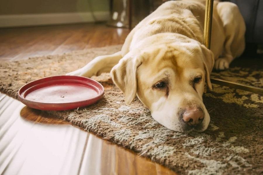 Köpeklerde Ateş Nasıl Düşer? Köpeklerde Ateş Nasıl Düşer?