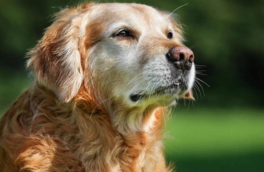 Köpeklerde Böbrek Yetmezliği Nasıl Tedavi Edilir?