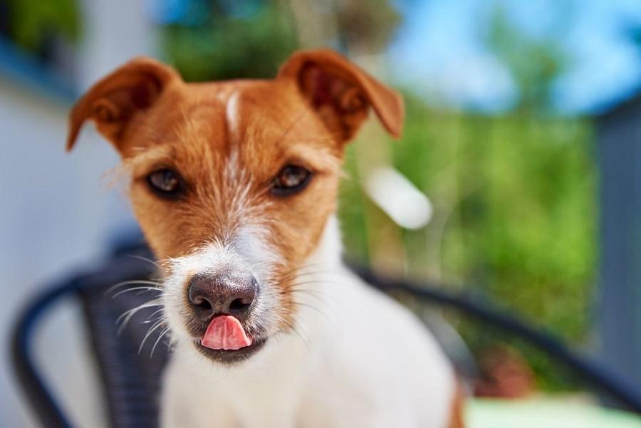 Köpeklerde Çiftleşme İsteği Nasıl Anlaşılır? Köpeklerde Çiftleşme İsteği Nasıl Anlaşılır?