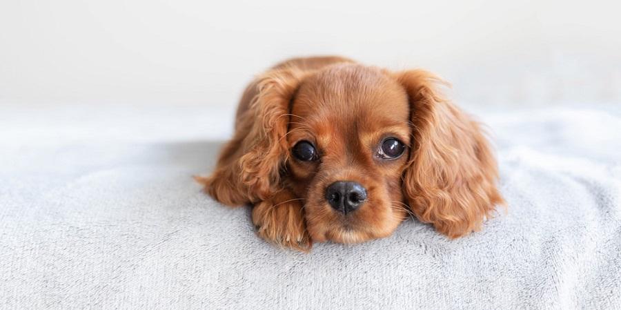 Köpeklerde Demir Eksikliği Nasıl Giderilir? Köpeklerde Demir Eksikliği Nasıl Giderilir?