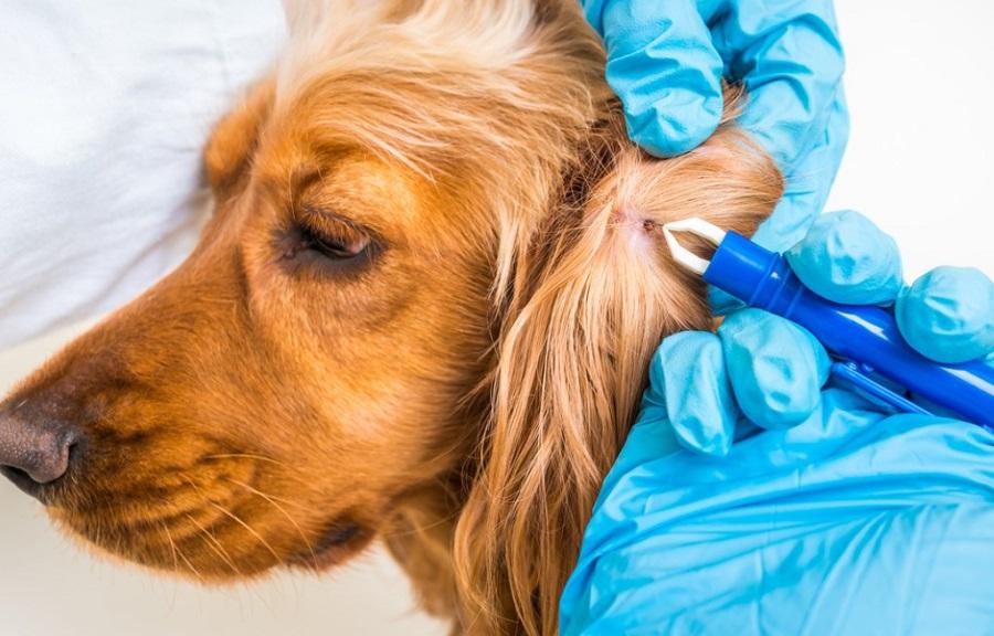 Köpeklerde Dış Parazit Ne Zaman Yapılır? Köpeklerde Dış Parazit Ne Zaman Yapılır?