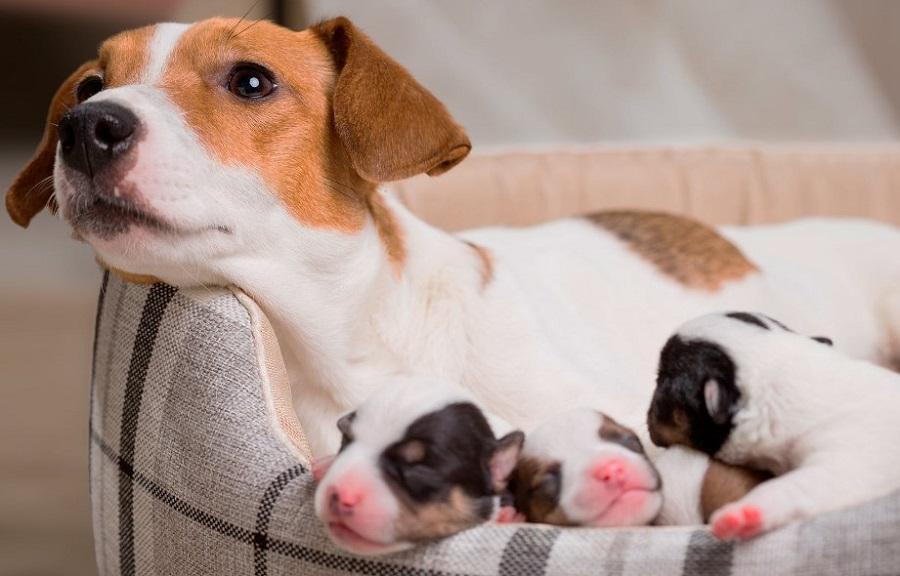 Köpeklerde Doğum Nasıl Başlar?