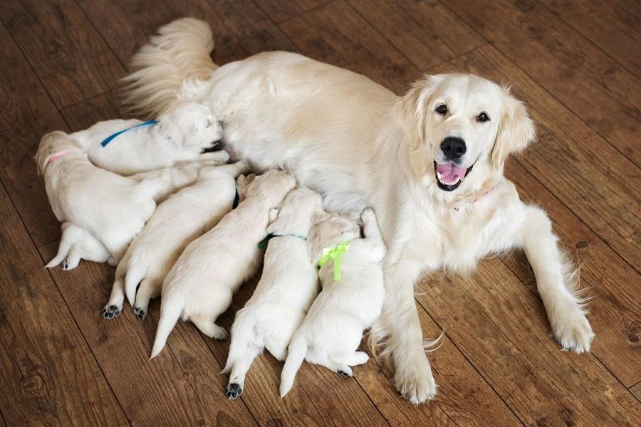 Köpeklerde Doğum Sonrası Kanama Ne Kadar Sürer? Köpeklerde Doğum Sonrası Kanama Ne Kadar Sürer?