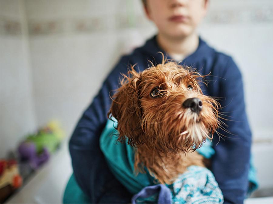 Köpeklerde En Sık Görülen Hastalıklar Köpeklerde En Sık Görülen Hastalıklar