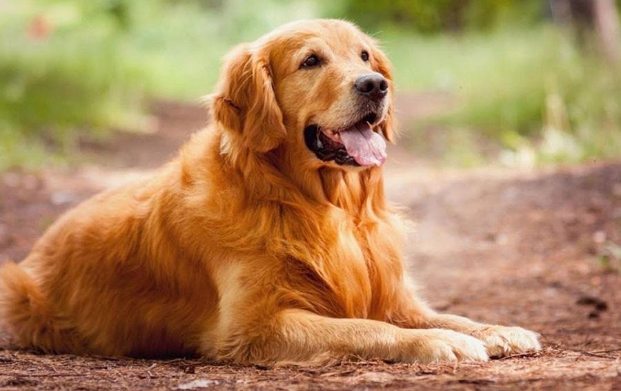 Köpeklerde Epilepsi Nöbeti Nasıl Olur? Köpeklerde Epilepsi Nöbeti Nasıl Olur?